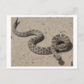 AZ Black Rattlesnake (klik niet als er kwaadspreke Briefkaart (Voorkant)