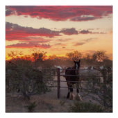 AZ Horse Sunset Glossy Poster (Voorkant)