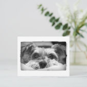 aza zwarte en witte fotografie briefkaart (Staand voorkant)