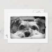 aza zwarte en witte fotografie briefkaart (Voorkant / Achterkant)