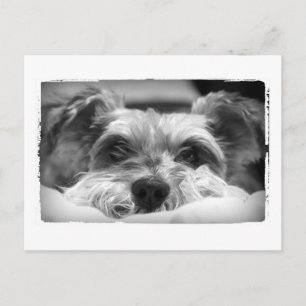 aza zwarte en witte fotografie briefkaart