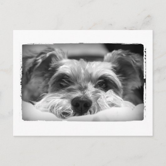 aza zwarte en witte fotografie briefkaart (Voorkant)