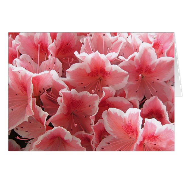 Azalea #1 (Voorkant Horizontaal)