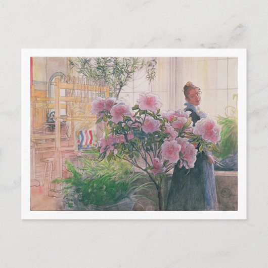 Azalea, 1906 (m/v papier) briefkaart (Voorkant)