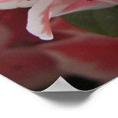 Azalea #3 poster (Hoek)