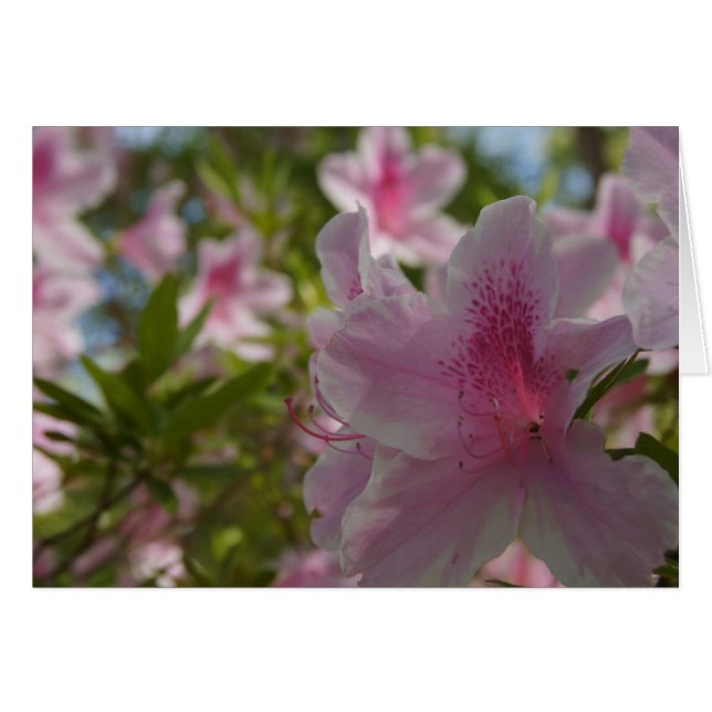 Azalea Aloha! (Voorkant Horizontaal)