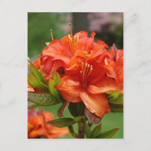 AZALEA BLOEMEN 14 Sinaasappel Azalea's Kaarten Cad