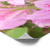 Azalea Bloesem Close-Up Fotografie Poster (Hoek)