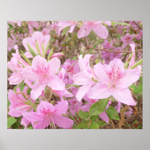 Azalea Bloesem Close-Up Fotografie Poster
