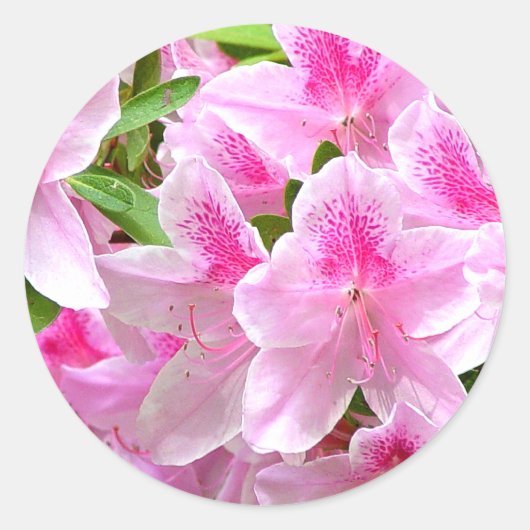 Azalea Blooms Sticker (Voorkant)