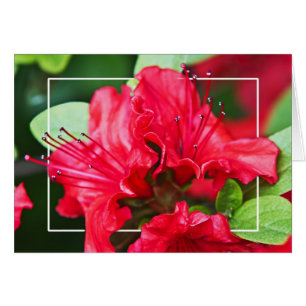Azalea Blossom