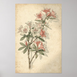 Azalea botanische print