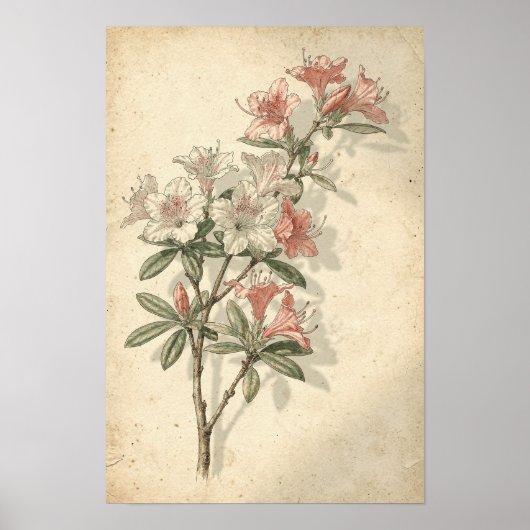 Azalea botanische print (Voorkant)