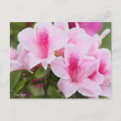 Azalea [Briefkaart] Briefkaart (Voorkant)
