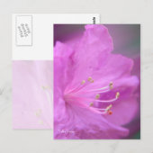 Azalea Close-up Briefkaart (Voorkant / Achterkant)