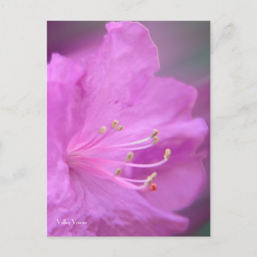 Azalea Close-up Briefkaart (Voorkant)