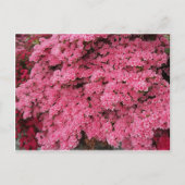 Azalea Cluster Briefkaart (Voorkant)
