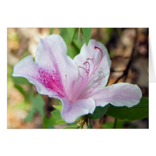 Azalea Festival (Voorkant Horizontaal)