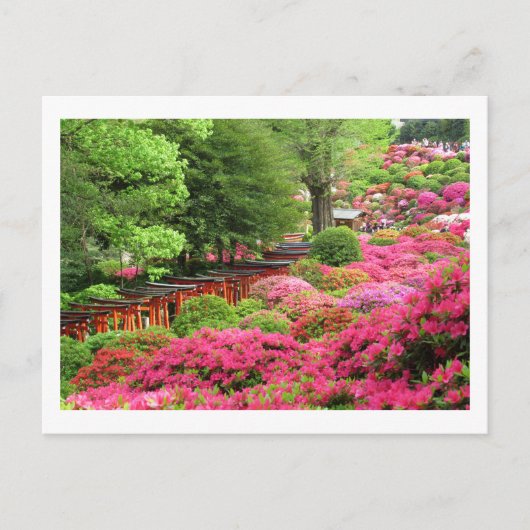 Azalea Festival: Nezu Shrine, Japan Briefkaart (Voorkant)
