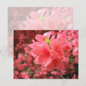 Azalea Field - Briefkaart (Voorkant / Achterkant)