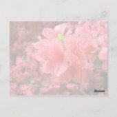 Azalea Field - Briefkaart (Achterkant)