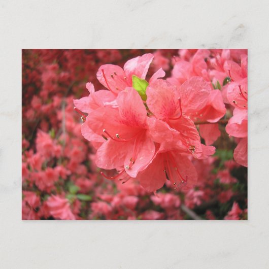 Azalea Field - Briefkaart (Voorkant)