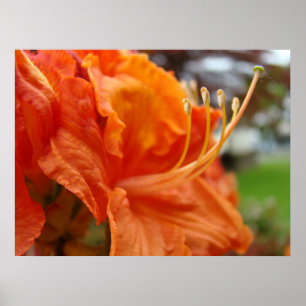 Azalea Flowers 6 Oranje Rhodies Art Prints Posters