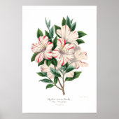Azalea indica bealii poster (Voorkant)