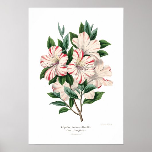 Azalea indica bealii poster (Voorkant)