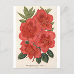 Azalea (Indica) Francois Devos van Charles Lemaire Briefkaart
