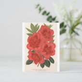 Azalea (Indica) Francois Devos van Charles Lemaire Briefkaart (Staand voorkant)