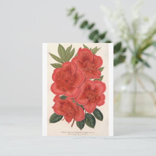 Azalea (Indica) Francois Devos van Charles Lemaire Briefkaart (Staand voorkant)