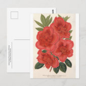 Azalea (Indica) Francois Devos van Charles Lemaire Briefkaart (Voorkant / Achterkant)