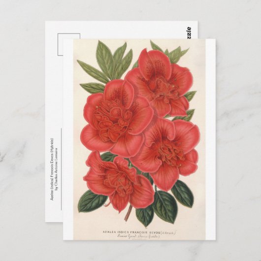 Azalea (Indica) Francois Devos van Charles Lemaire Briefkaart (Voorkant / Achterkant)