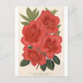 Azalea (Indica) Francois Devos van Charles Lemaire Briefkaart (Voorkant)