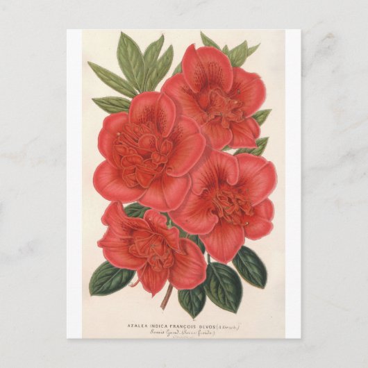 Azalea (Indica) Francois Devos van Charles Lemaire Briefkaart (Voorkant)