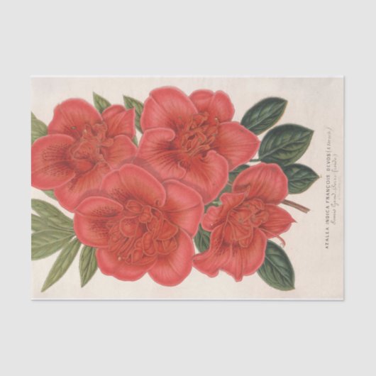 Azalea (Indica) Francois Devos van Charles Lemaire Tissuepapier (Voorkant)