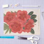 Azalea (Indica) Francois Devos van Charles Lemaire Tissuepapier (Craft)