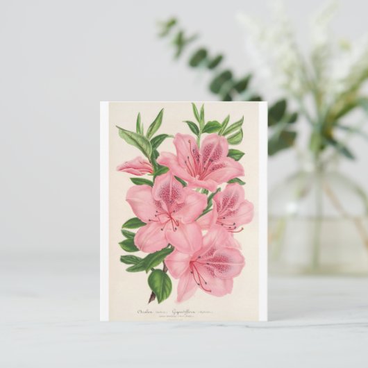 Azalea Indica (Hybrida) Gigantiflora van Lemaire Briefkaart (Staand voorkant)
