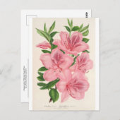 Azalea Indica (Hybrida) Gigantiflora van Lemaire Briefkaart (Voorkant / Achterkant)