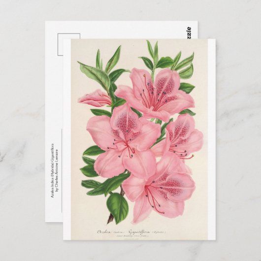 Azalea Indica (Hybrida) Gigantiflora van Lemaire Briefkaart (Voorkant / Achterkant)
