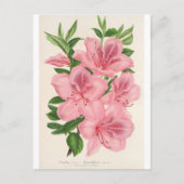 Azalea Indica (Hybrida) Gigantiflora van Lemaire Briefkaart (Voorkant)