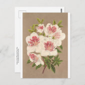 Azalea (indica) Reine des Pays-Bas by Lemaire Briefkaart (Voorkant / Achterkant)