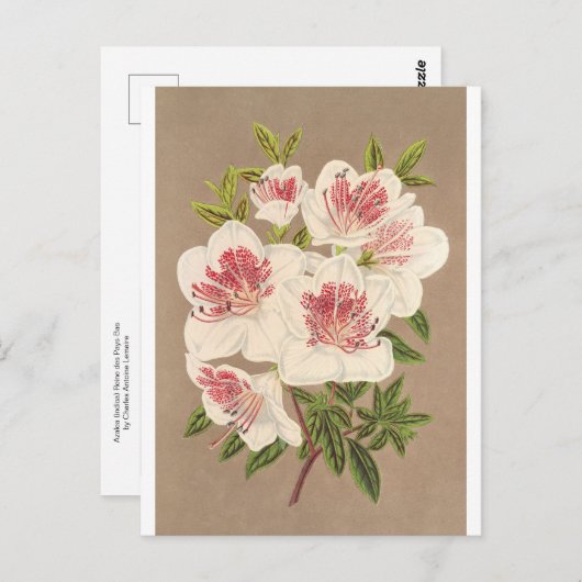Azalea (indica) Reine des Pays-Bas by Lemaire Briefkaart (Voorkant / Achterkant)
