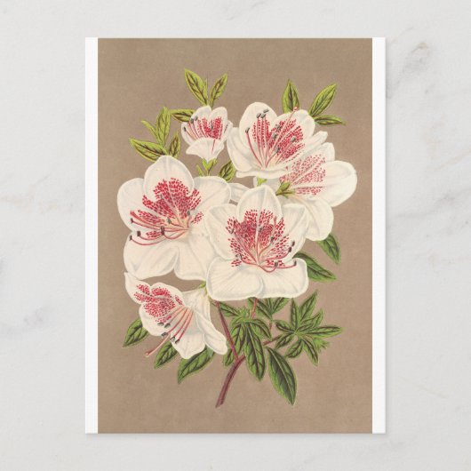 Azalea (indica) Reine des Pays-Bas by Lemaire Briefkaart (Voorkant)