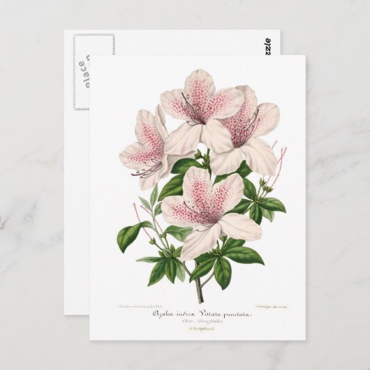 Azalea indica - vittata punctata briefkaart (Voorkant / Achterkant)