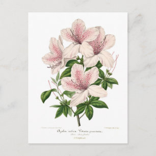 Azalea indica - vittata punctata briefkaart
