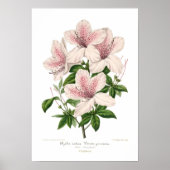 Azalea indica - vittata punctata poster (Voorkant)