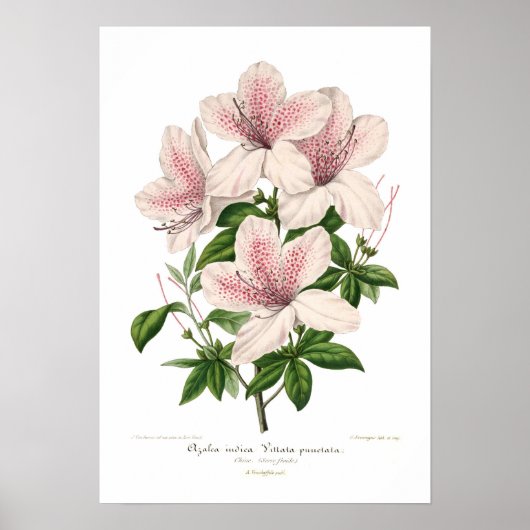 Azalea indica - vittata punctata poster (Voorkant)