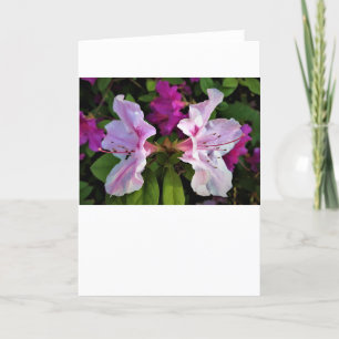 Azalea, kaart